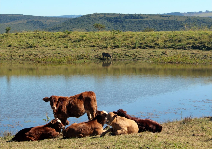 5 Bedroom Property for Sale in Mooiplaas Eastern Cape